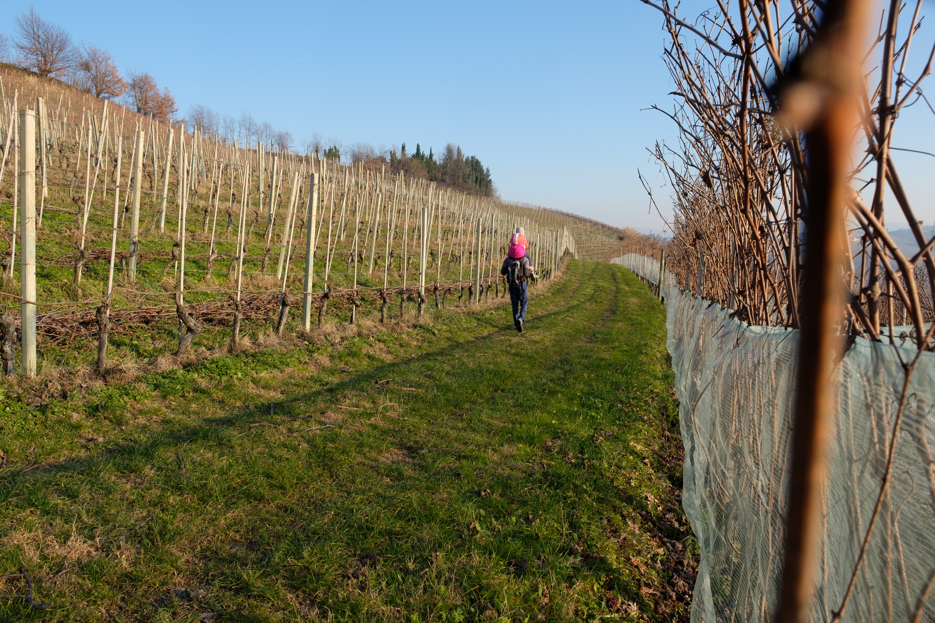 Sentiero delle Grandi Vigne